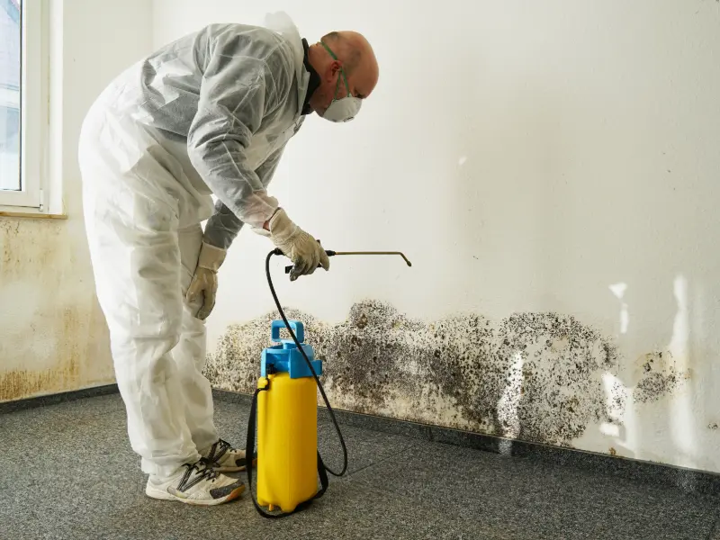 mold remediation services